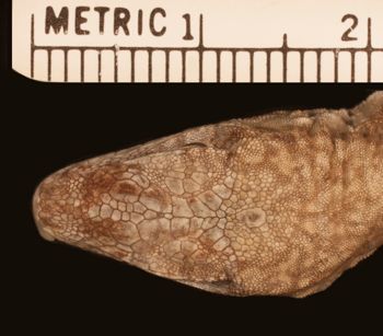 Media type: image;   Herpetology R-38181